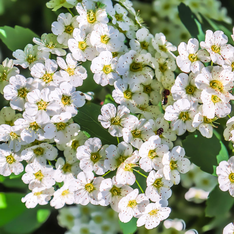 Spiraea japonica 'Halward's Silver' 1L -