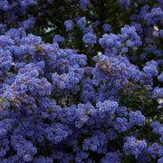 Ceanothus 'Blue Mound' 2L -