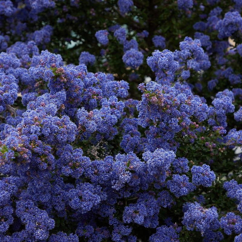 Ceanothus 'Blue Mound' 2L -