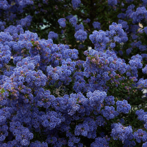 Ceanothus 'Blue Mound' 2L -