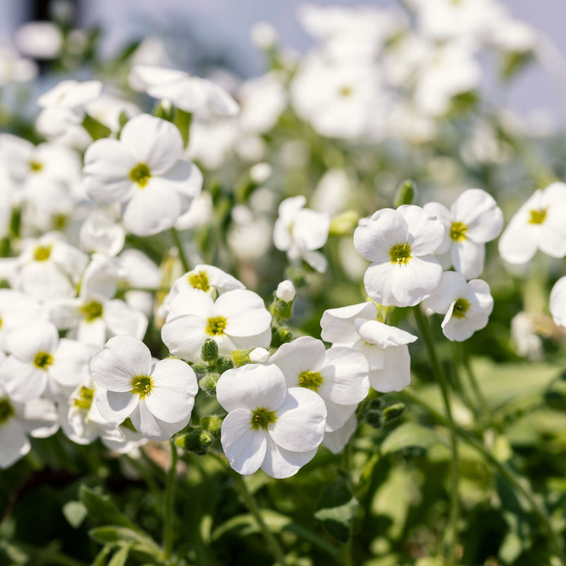 Aubrieta hybrida 'Axcent White' 9cm -