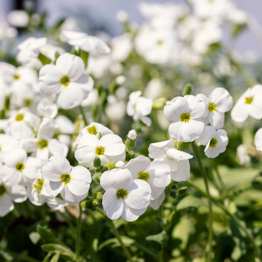 Aubrieta hybrida 'Axcent White' 9cm -