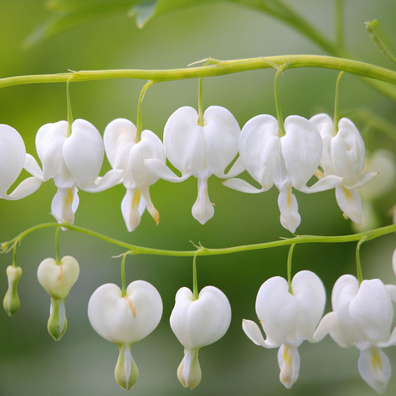 Dicentra Spectabilis 'Bleeding Heart' White -