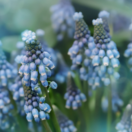 Muscari Blue Blends (40 Bulbs) -