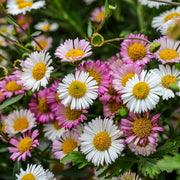 Erigeron karvinskianus profusion 9cm/2L -