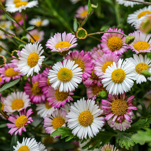 Erigeron karvinskianus profusion 9cm/2L -