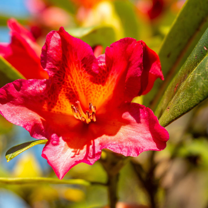 Rhododendron 'Golden Gate' 5L -