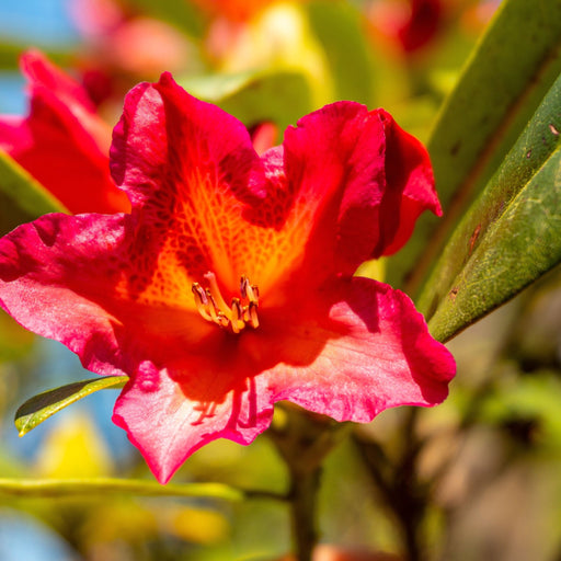 Rhododendron 'Golden Gate' 5L -