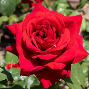 Rose Ruby Wedding | Hybrid Tea Rose | 4L Potted Rose (PRE ORDER DECEMBER '25) -