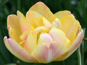 Tulip 'Upstar' (4 Bulbs) -