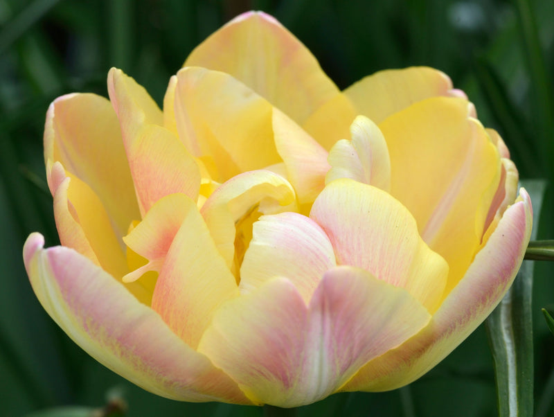 Tulip 'Upstar' (4 Bulbs) -
