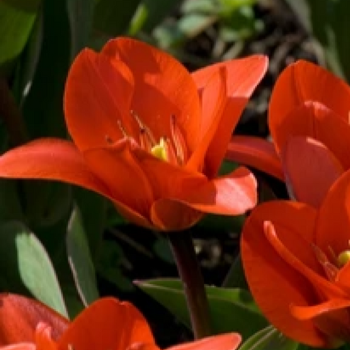 Tulip 'Showwinner' (5 Bulbs) -