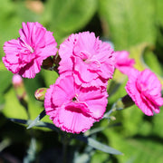 Dianthus 'Tickled Pink' 1L -