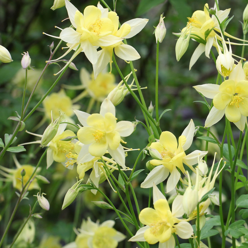 Aquilegia 'Spring Magic Yellow' -