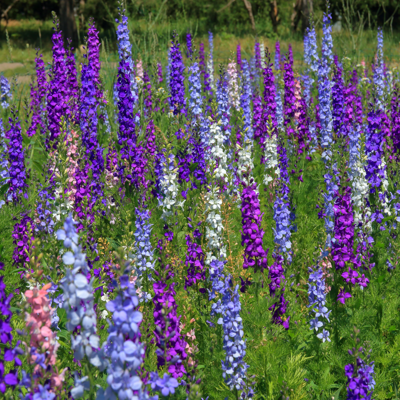 Delphinium pacific Hybrids Mixed 9cm -