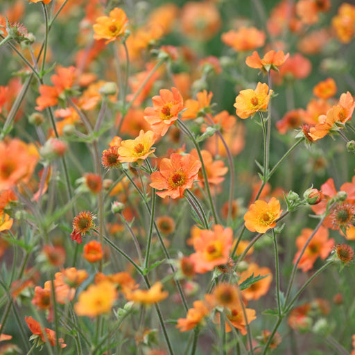 Geum 'Totally Tangerine' 2L -