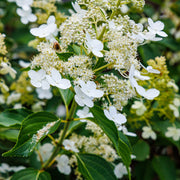 Hydrangea paniculata 'Kyushu' 2/9.5L -