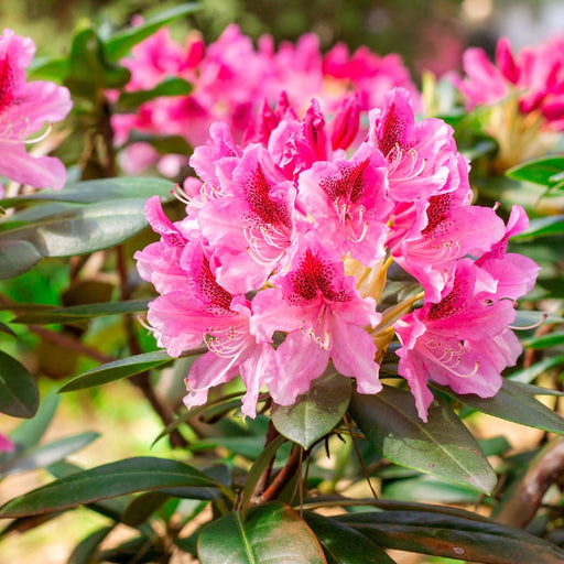 Rhododendron 'Cosmopolitan' 3L -