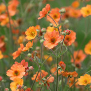 Geum 'Totally Tangerine' 2L -