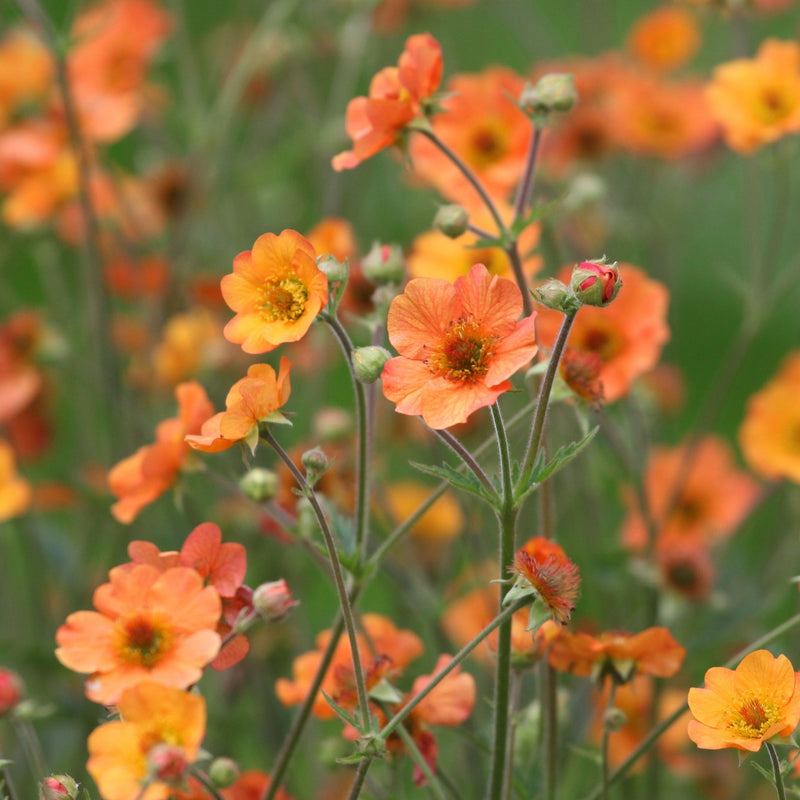 Geum 'Totally Tangerine' 2L -