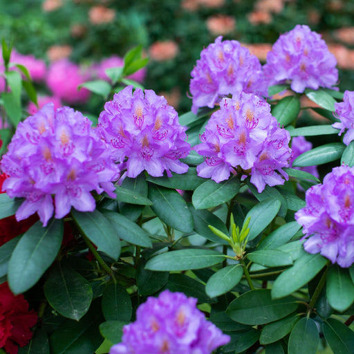 Rhododendron 'Catawbiense Grandiflorum' 3L -