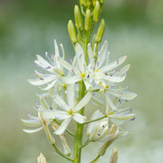 Camassia leichtlinii Alba 9cm Pot -
