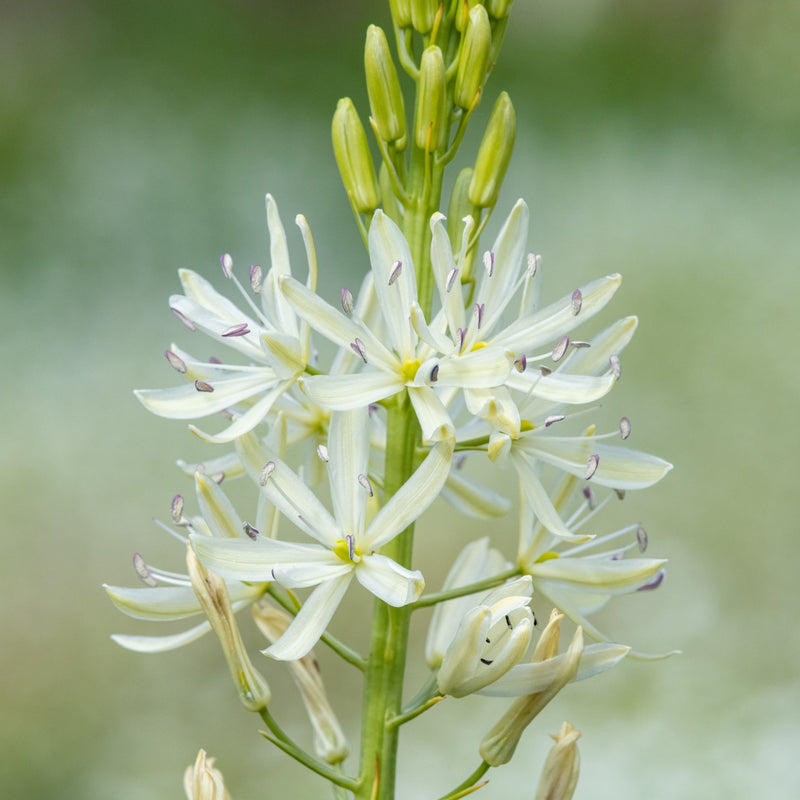 Camassia leichtlinii Alba 9cm Pot -