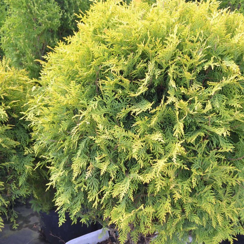 Thuja occidentalis 'Golden Globe' 9cm / 2L - Home & Garden