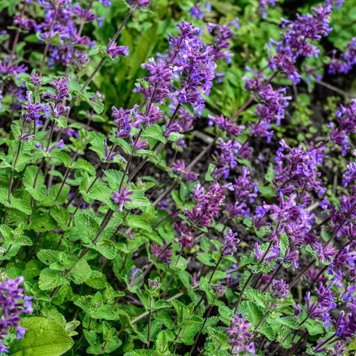 Nepeta ‘Cat’s Pyjamas’ 9cm / 2L -