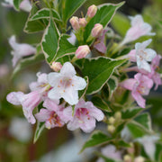 Weigela 'Nana Variegata' 2L -
