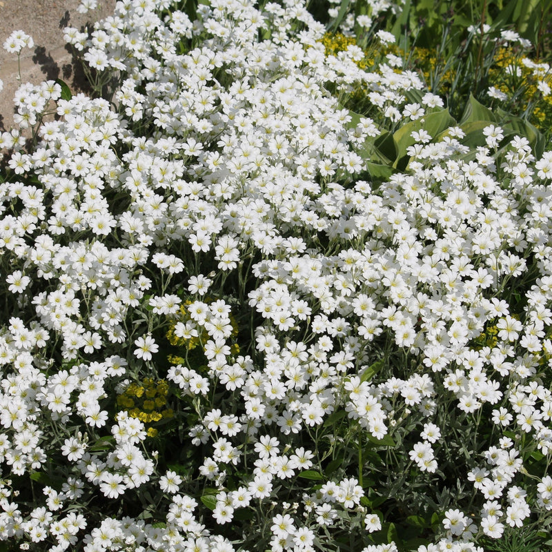 CERASTIUM tomentosum 9cm -