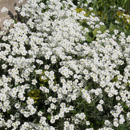 CERASTIUM tomentosum 9cm -