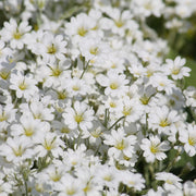 CERASTIUM tomentosum 9cm -