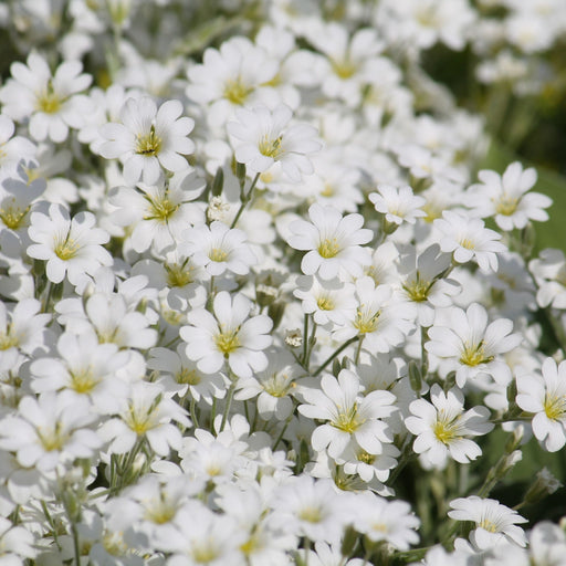 CERASTIUM tomentosum 9cm -