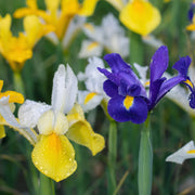 Iris Hollandica Bulbs Mix - Dutch Iris Bulbs (15 Bulbs) -