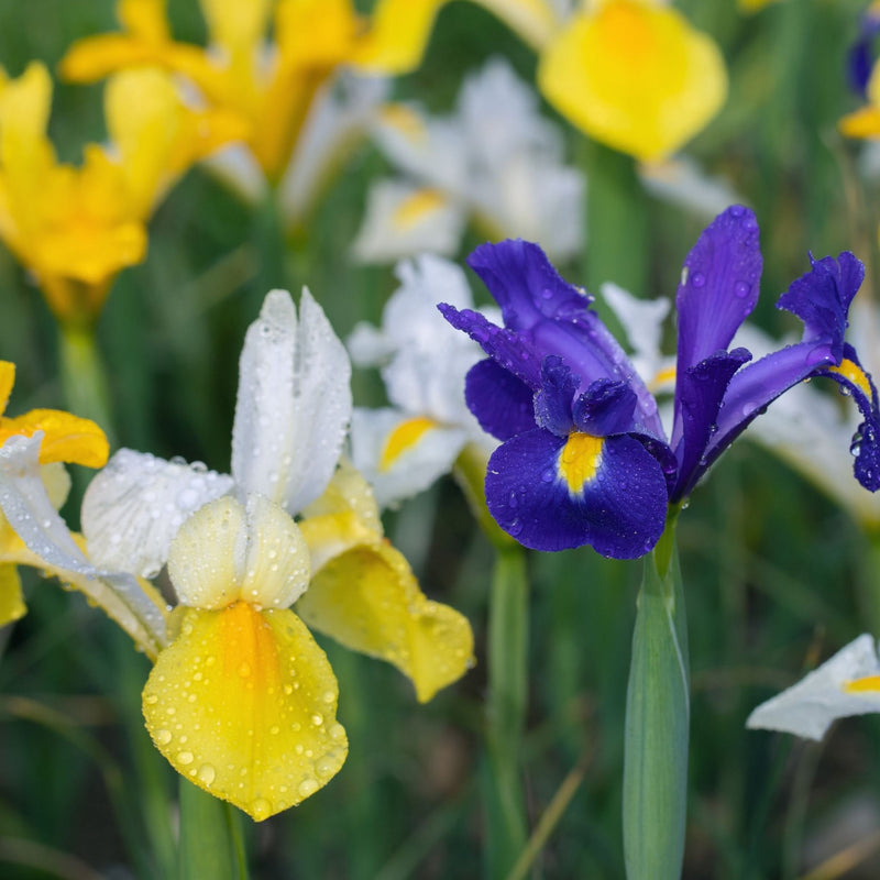Iris Hollandica Bulbs Mix - Dutch Iris Bulbs (15 Bulbs) -