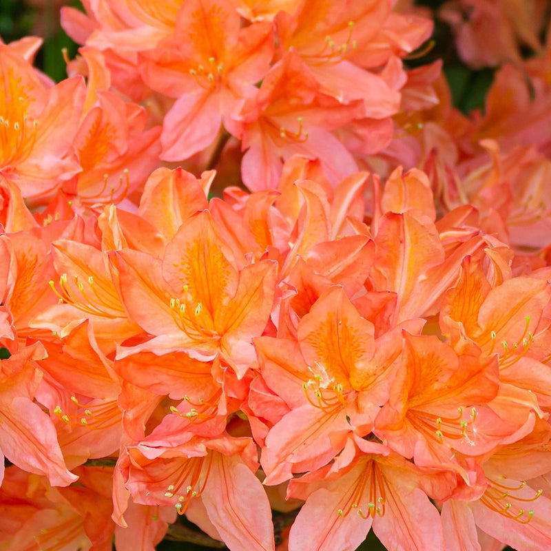 Rhododendron 'Tortoischell Orange' 5L -