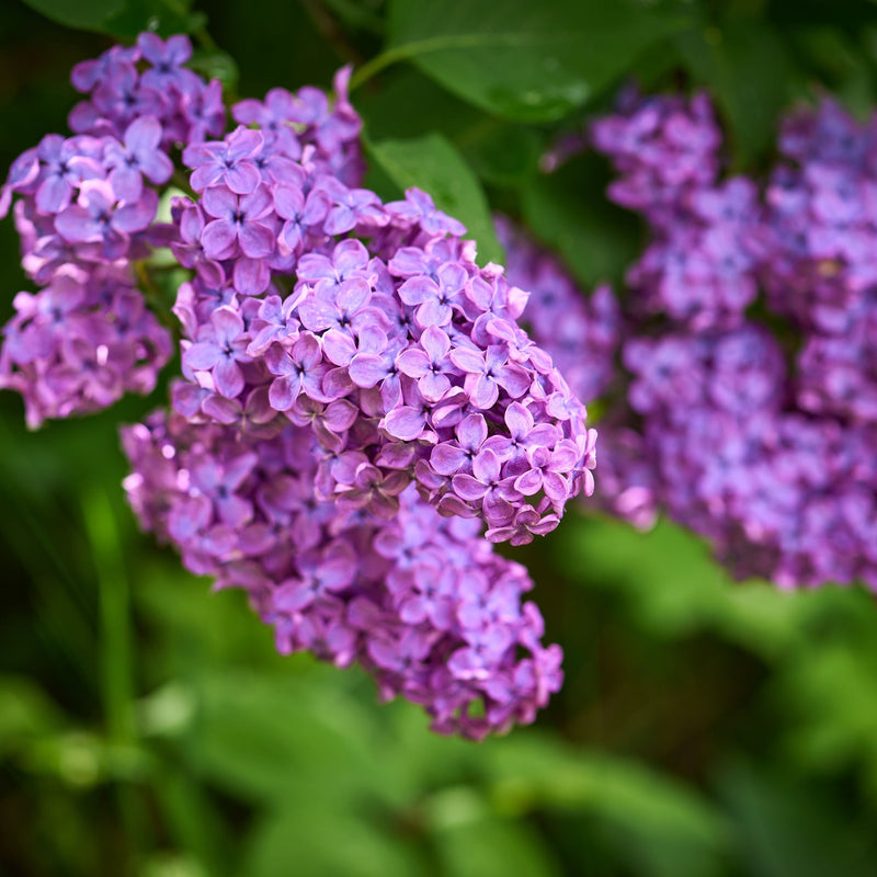 Syringa vulgaris 'Amethyst' (Lilac) 3L -