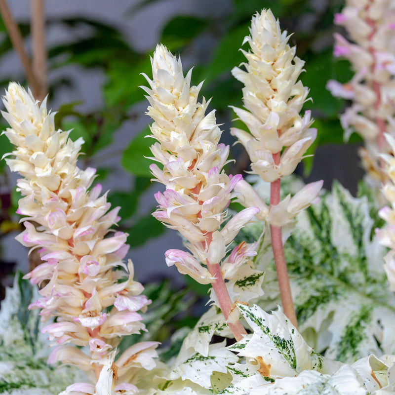 Acanthus mollis 'White Water' 2L -