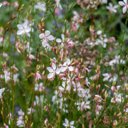 Gaura 'Whirling Butterflies' 9cm/2L -