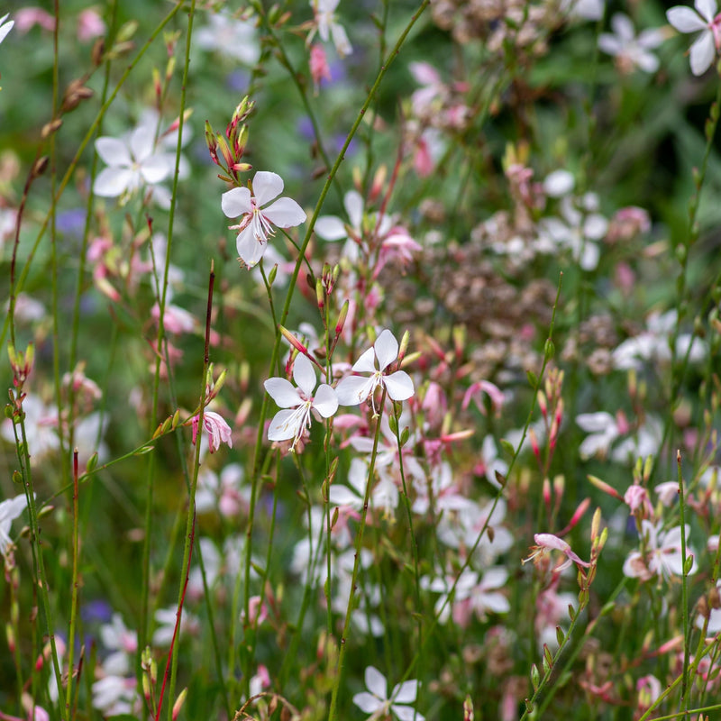 Gaura 'Whirling Butterflies' 9cm/2L -