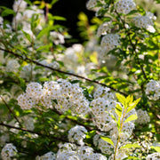 Spiraea japonica 'Halward's Silver' 1L -