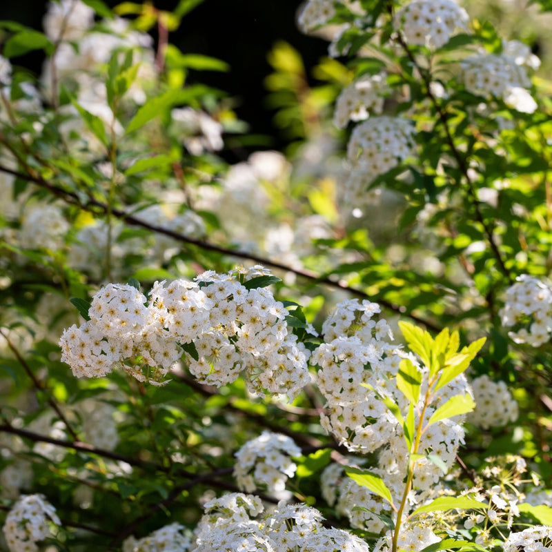 Spiraea japonica 'Halward's Silver' 1L -