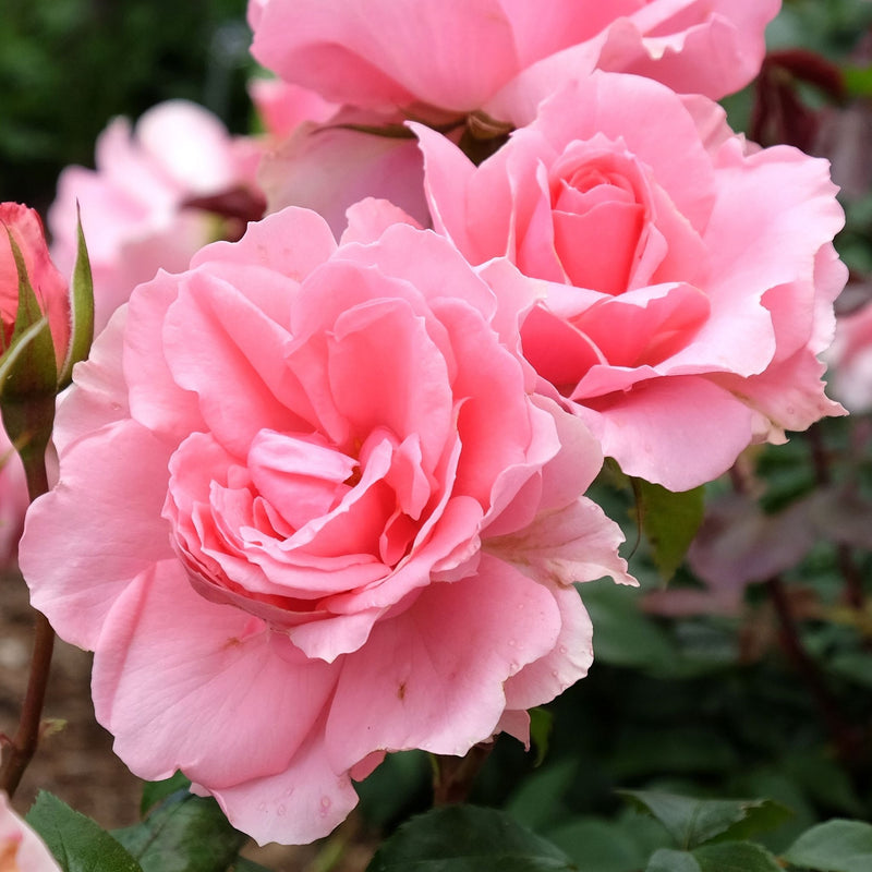 Rose You're Beautiful | Floribunda Rose | 4L Potted Rose (PRE ORDER DECEMBER '25) -