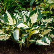 Hosta 'Fire and Ice' 9cm -