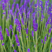 Lavender Angustifolia 'Spear Blue' 9cm -