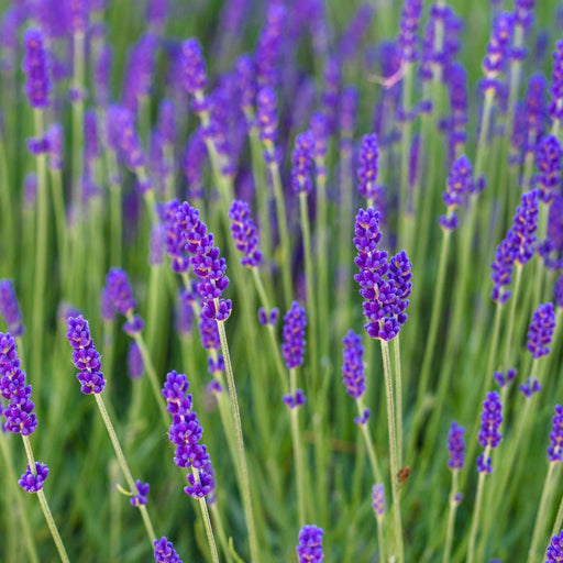 Lavender Angustifolia 'Spear Blue' 9cm -