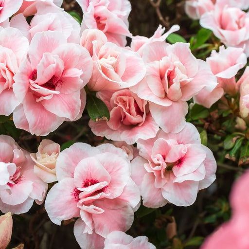 Rhododendron Virginia Richards 5L -