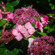 Hydrangea 'French Bolero' Pink 3L -