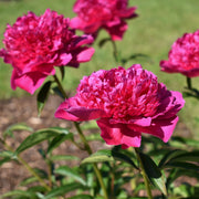 Peony ‘Felix Crousse’ 1L -